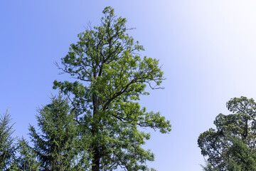 Trees in a mixed forest in summer