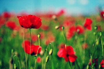 Fototapeta na wymiar Red poppies in summer meadow