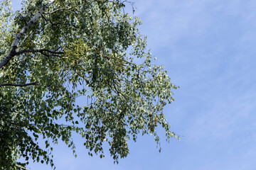High birch tree in summer