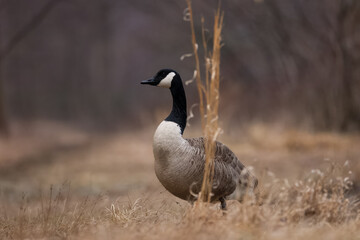 Canadian Goose on land