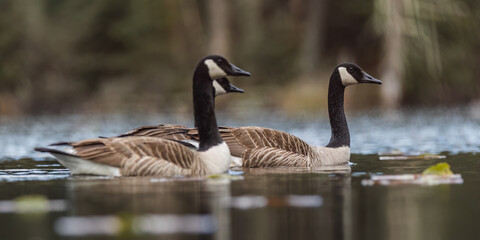 Three Canadian Geese swimming on a lake