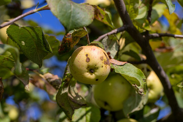 Apple harvest in the apple orchard