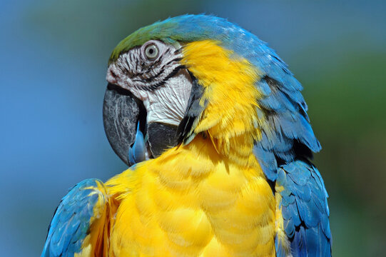 A bright coloured macaw parrot photographed against similar background.