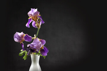 Blue Barbed Iris in a white vase, with a black background