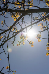 the first foliage on a walnut blooming with long flowers