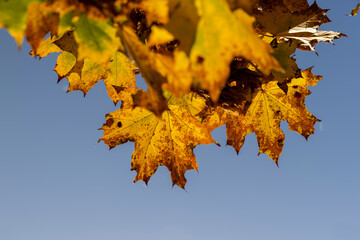 Maple foliage that has changed color in autumn