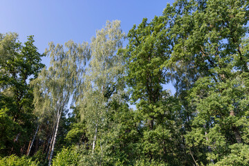 mixed forest with trees of different species in the summer season