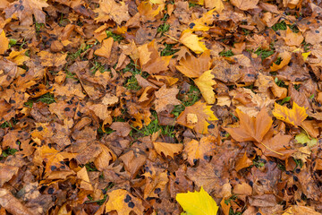 cloudy weather in late autumn with yellowed fallen leaves