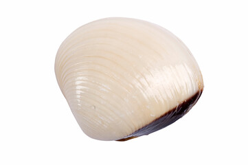 Isolated shell on white background