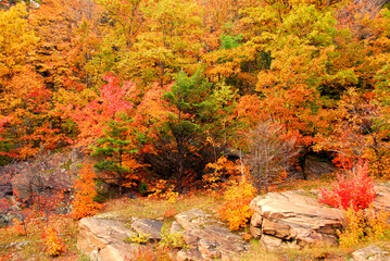 Colorful yellow and red fall forest background