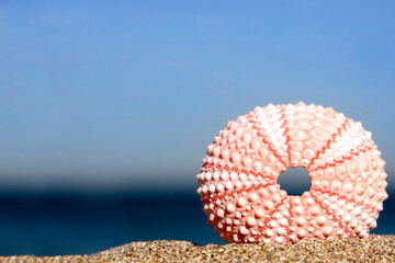 Pink sea urchin on the beach with blue background