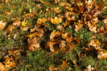 Yellowing maple foliage in the autumn season