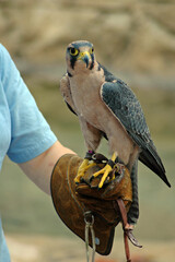 A Jackal Buzzard being trained as a hunting falcon.