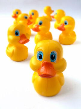 group of 'rubber duck' bath toys; differential focus