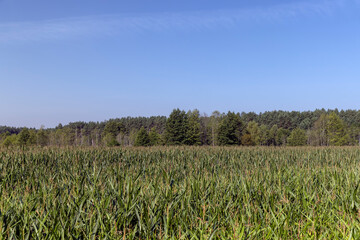 a large number of corn plants in summer
