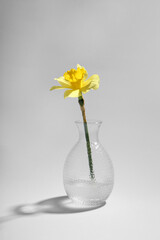 Beautiful yellow daffodil in vase on grey background