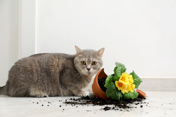 Cute cat and broken flower pot with primrose plant on floor indoors