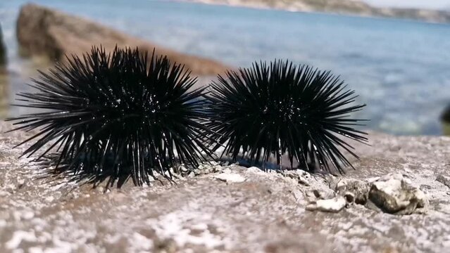 Black sea urchin on the rock with water on behind. Wildlife in the sea. Close up of sea urchin on stones at summer day. Colorful underwater ocean life. Animals in the sea.