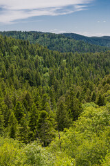 beautiful view of lincoln national forest