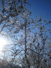 カナダのキラキラした美しい雨氷