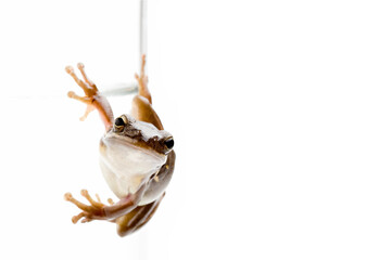 green treefrog clinging to the side of a glass of water, a high-key macro with focus on eyes,...