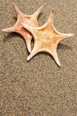 Fototapeta na wymiar Two orange starfish on golden sand background