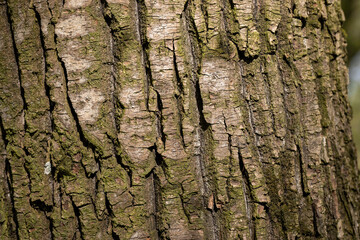 tree bark illuminated by sunlight in the morning