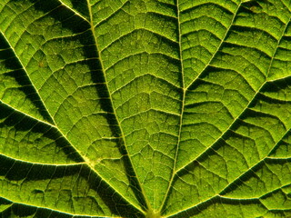 Serias of texture (Leaf of the nettle)