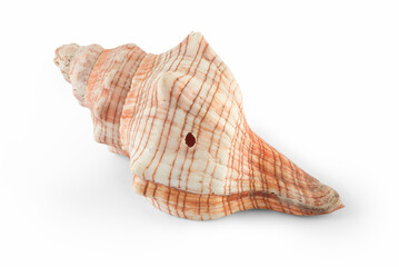 Seashells isolated over white with clipping path