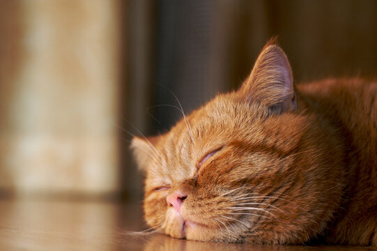 young orange cat sleeping on the floor