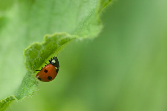 Ladybird on a green leave with lot of space for text. Good as natural background