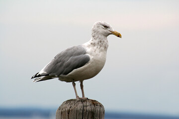 Fototapeta na wymiar Seagull Perched