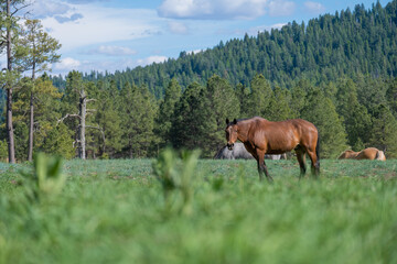 beutiful horses in lincoln national forest