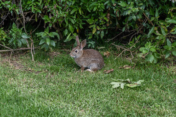 Close-up of a cute wild brush rabbit in Goleta, Southern California