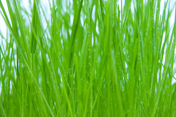 Fototapeta na wymiar dew on the green grass