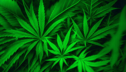 Cannabis leaves close up, panoramic view