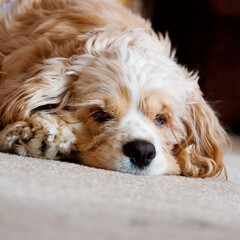 A dog sits on the carpet and poses