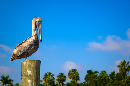 Pelican in Miami sitting on pole relaxing