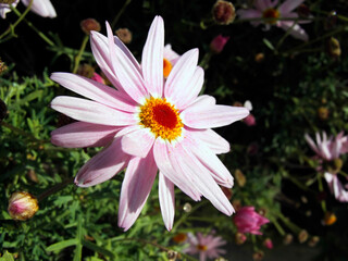 Obraz premium Flora Series - Images depicting various types of Mediterranean flowers