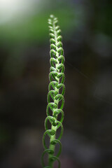 Fern leaves in tropical rainforest.
