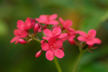 Obraz premium Small, pink flowers on blurred, green background. Very shallow depth of field.