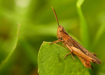 close up on grasshopper on my garden