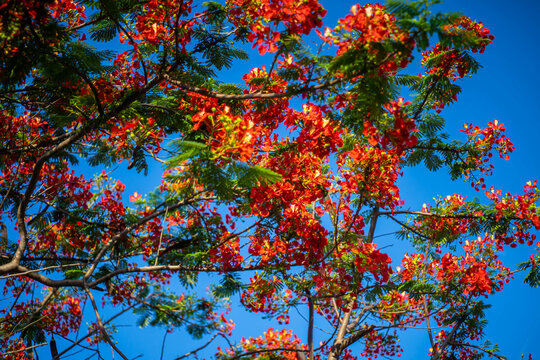 Delonix regia species from Asia guppy tree Delonix regia sky background red flowers