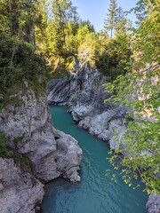 river in the forest