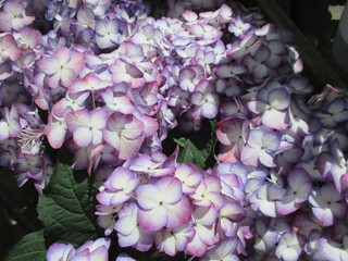 春の花壇に美しく咲く、淡い紫色のアジサイの花