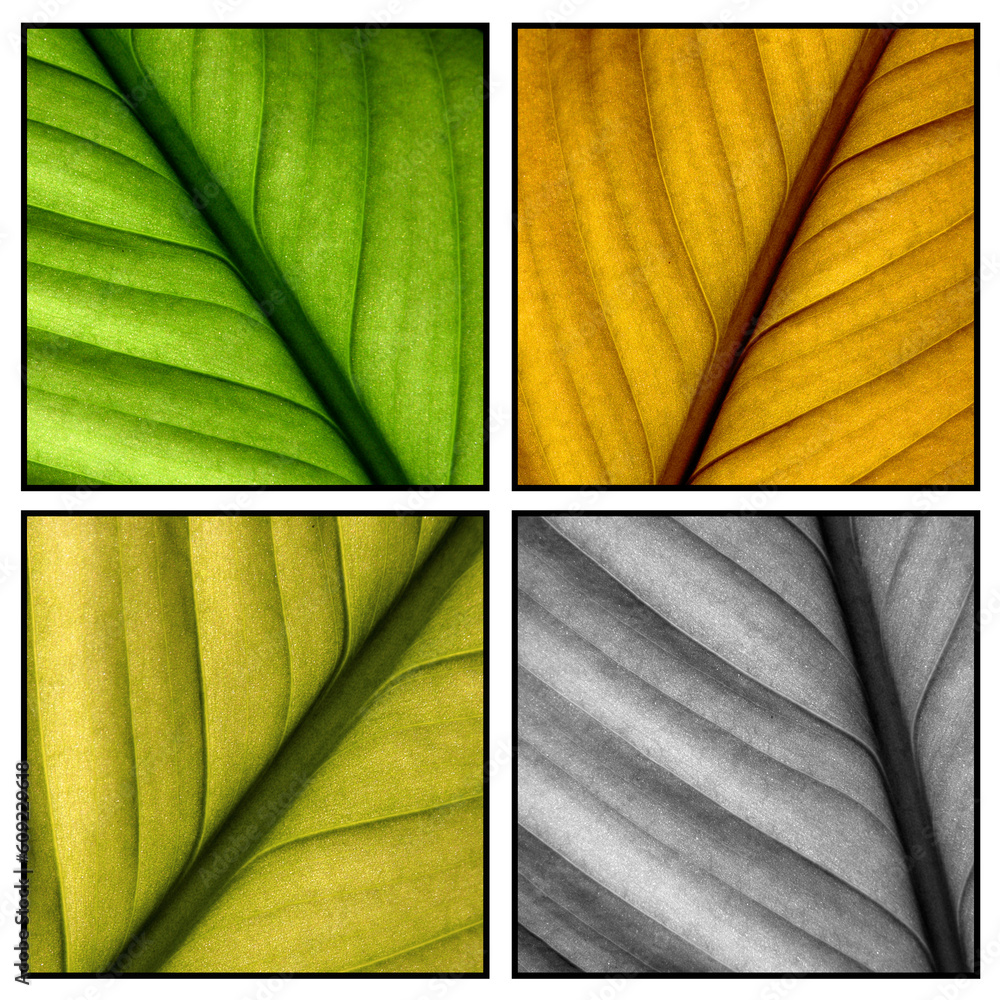 Poster frame with multi-color leafs