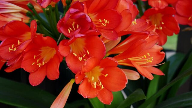 Flowering of an Orange Clivia.