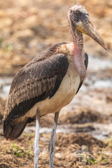 Greater adjutant (Leptoptilos dubius) at Boragaon, Guwahati, Assam, India