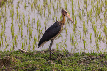 Lesser adjutant (Leptoptilos javanicus) at Mayang, Assam, India