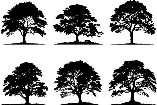 A black and white silhouette of a large tree. Tree element to create a group of plants somewhere